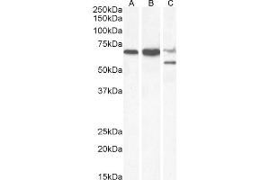 (ABIN184648) (0. (PPP2R5D antibody  (C-Term))