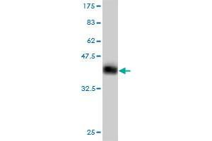 Western Blot detection against Immunogen (36.