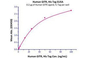 Immobilized Human GITR, His Tag (Cat# GIR-H5228) at 2 μg/mL (100 μl/well) can bind Human GITR Ligand, Fc Tag (Cat# GIL-H526a ) with a linear range of 0. (TNFRSF18 Protein (AA 26-161) (His tag))
