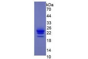 Image no. 1 for Interferon alpha (IFNA) (AA 24-189) (Active) protein (His tag) (ABIN5665820)