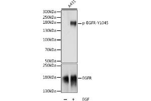 Western blot analysis of extracts of A-431 cells, using Phospho-EGFR-Y1045 antibody (ABIN7266985) at 1:1000 dilution or EGFR antibody (ABIN6127827, ABIN6139974, ABIN6139979 and ABIN7101376). (EGFR antibody  (pTyr1045))