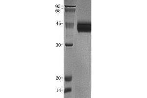Validation with Western Blot (DLK1 Protein)
