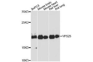 Western blot analysis of extracts of various cell lines, using VPS25 antibody.