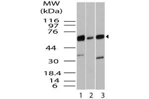 Image no. 1 for anti-Kruppel-Like Factor 4 (Gut) (KLF4) (AA 1-300) antibody (ABIN5027332) (KLF4 antibody  (AA 1-300))