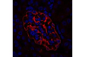 Immunostaining of a paraffin embedded mouse kidney section (dilution 1 : 200; red). (SYNPO antibody  (Isoform 2))
