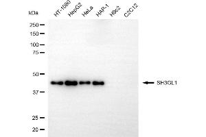 Western blotting analysis using SH3GL1 antibody (ABIN7800329). (SH3GL1 antibody)