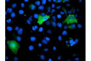 Anti-TOMM34 mouse monoclonal antibody (ABIN2454737) immunofluorescent staining of COS7 cells transiently transfected by pCMV6-ENTRY TOMM34 (RC201083). (TOMM34 antibody)
