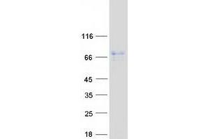 Validation with Western Blot (GMEB2 Protein (Myc-DYKDDDDK Tag))