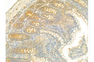 ABIN6265092 and ABIN6268681 at 1/100 staining Rat colon tissue by IHC-P. (SIRT3 antibody  (C-Term))