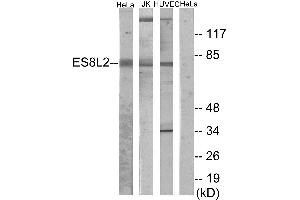 Western blot analysis of extracts from HeLa cells, Jurkat cells and HUVEC cells, using ES8L2 antibody. (EPS8-Like 2 antibody)