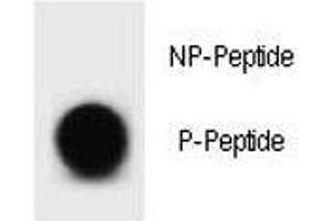 Dot blot analysis of phospho Bcl2 antibody. (Bcl-2 antibody  (pThr56))
