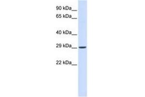 Image no. 1 for anti-Vesicle Transport through Interaction with t-SNAREs 1A (VTI1A) (N-Term) antibody (ABIN6741181) (VTI1A antibody  (N-Term))