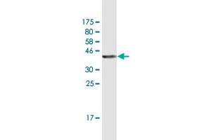 Western Blot detection against Immunogen (36. (Syntaxin 11 antibody  (AA 11-108))