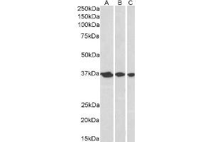 ABIN2561139 (0. (APEX1 antibody  (N-Term))