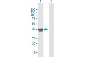 Western Blot analysis of B3GALT6 expression in transfected 293T cell line by B3GALT6 MaxPab polyclonal antibody. (B3GALT6 antibody  (AA 1-329))