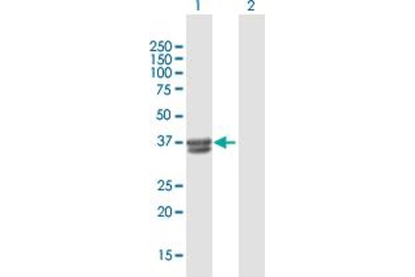 B3GALT6 antibody  (AA 1-329)