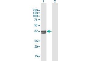 Western Blot analysis of B3GALT6 expression in transfected 293T cell line by B3GALT6 MaxPab polyclonal antibody.