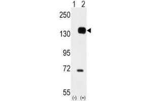 Western blot analysis of TIE2 antibody and 293 cell lysate either nontransfected (Lane 1) or transiently transfected with the TEK gene (2). (TEK antibody  (AA 758-789))