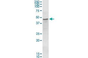 MOAP1 MaxPab rabbit polyclonal antibody. (MOAP1 antibody  (AA 1-351))