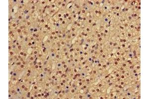 Immunohistochemistry (IHC) image for anti-PHD Finger Protein 21A (PHF21A) (AA 312-487) antibody (ABIN7163052)