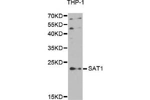 Western Blotting (WB) image for anti-Spermidine/spermine N1-Acetyltransferase 1 (SAT1) antibody (ABIN1875443) (SAT1 antibody)