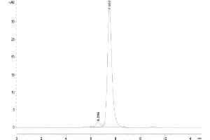 The purity of Biotinylated Mouse PD-1 is greater than 95 % as determined by SEC-HPLC. (PD-1 Protein (AA 25-167) (Fc Tag,Biotin))