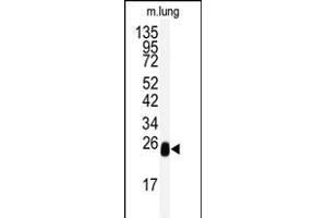 Western blot analysis of anti-DCXR Antibody (Center) (ABIN391647 and ABIN2841556) in mouse lung tissue lysates (35 μg/lane). (DCXR antibody  (AA 79-106))