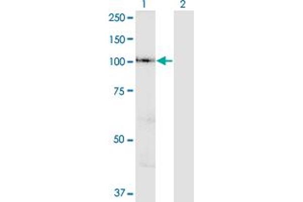 VPS41 anticorps  (AA 755-853)