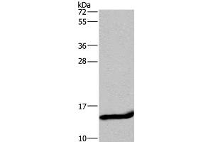 Western Blot analysis of Mouse small intestine tissue using FABP2 Polyclonal Antibody at dilution of 1:650 (FABP2 antibody)