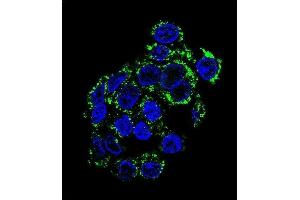 Confocal immunofluorescent analysis of PCK2 Antibody (N-term) (ABIN392678 and ABIN2842171) with HepG2 cell followed by Alexa Fluor 488-conjugated goat anti-rabbit lgG (green). (PEPCK antibody  (N-Term))