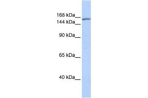 WB Suggested Anti-EHMT2 Antibody Titration:  0. (EHMT2 antibody  (N-Term))