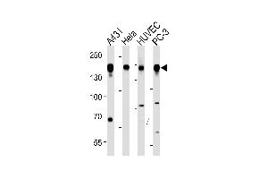 EGFR Antibody (p) p western blot analysis in A431,Hela,HUVEC,PC-3 cell line lysates (35 μg/lane). (EGFR antibody  (AA 1070-1099))