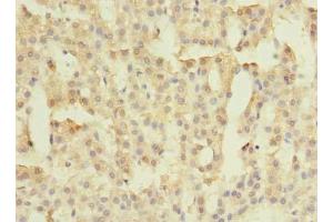 Immunohistochemistry of paraffin-embedded human adrenal gland tissue using ABIN7165410 at dilution of 1:100 (FAM149B1 antibody  (AA 107-528))