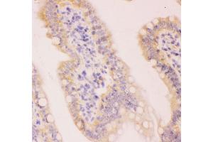 Anti-MCL1 Picoband antibody,  IHC(P): Rat Intestine Tissue (MCL-1 antibody  (AA 1-350))