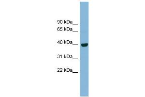 WB Suggested Anti-IMPAD1 Antibody Titration:  0. (IMPAD1 antibody  (N-Term))