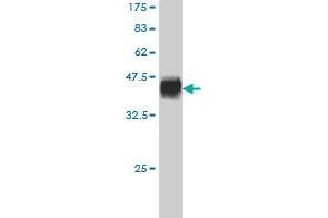 Western Blot detection against Immunogen (36. (MCHR1 antibody  (AA 14-113))