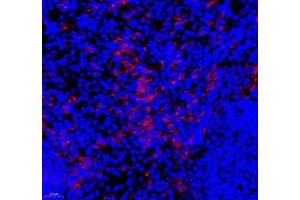 Immunofluorescence of paraffin embedded mouse spleen using IL-27A (ABIN7074367) at dilution of 1: 800 (400x lens) (IL27 antibody)