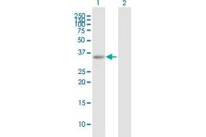 Western Blot analysis of ARHGEF3 expression in transfected 293T cell line by ARHGEF3 MaxPab polyclonal antibody. (ARHGEF3 antibody  (AA 1-324))