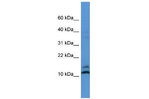 WB Suggested Anti-MAGOH Antibody Titration: 0. (MAGOH antibody  (N-Term))