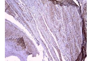 IHC analysis of PBP using anti-PBP antibody (ABIN5693043).