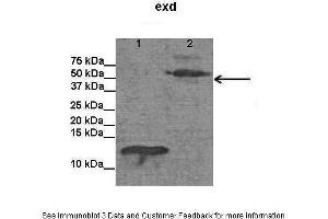Lanes:   Lane1: E. (EXD (C-Term) antibody)