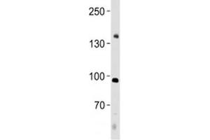 NFATC4 antibody western blot analysis in human placenta tissue lysate. (NFATC4 antibody  (AA 744-773))