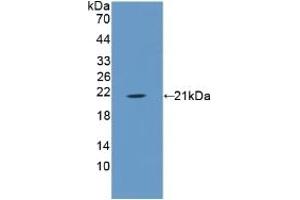 Detection of Recombinant ANXA1, Porcine using Polyclonal Antibody to Annexin A1 (ANXA1) (Annexin a1 antibody  (AA 208-336))