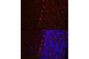 Immunofluorescence analysis of mouse brain using HCRTR1 Rabbit pAb (ABIN7267816) at dilution of 1:100 (40x lens). (HCRTR1 antibody  (AA 150-250))