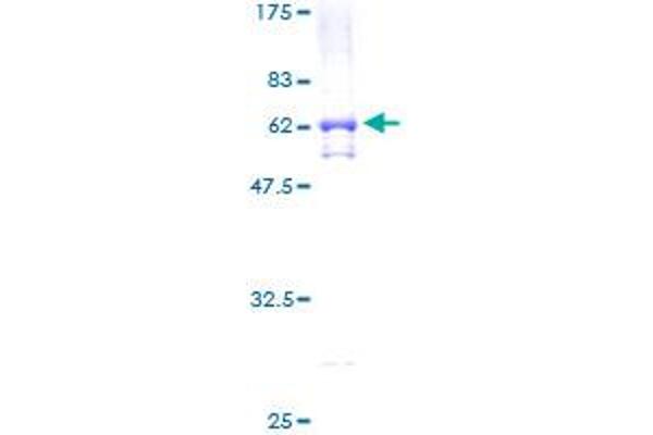 TADA2L Protein (AA 1-305) (GST tag)