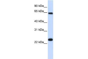 WB Suggested Anti-KPNA1 Antibody Titration: 0. (KPNA1 antibody  (N-Term))