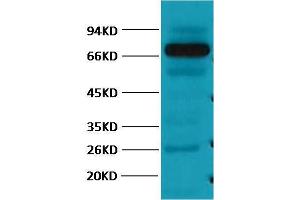 Western Blot (WB) analysis of Pig Skeletal Muscle with HSP70 Monoclonal Antibody diluted at 1:2000. (HSP70 antibody)