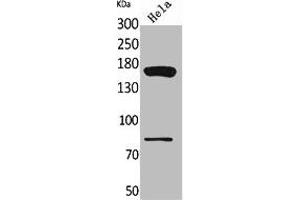 Western Blot analysis of HeLa cells using CD163b Polyclonal Antibody. (CD163L1 antibody  (Internal Region))