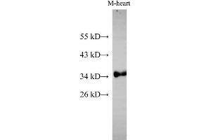 Western Blot analysis of Mouse heart using Cytochrome c1 Polyclonal Antibody at dilution of 1:500