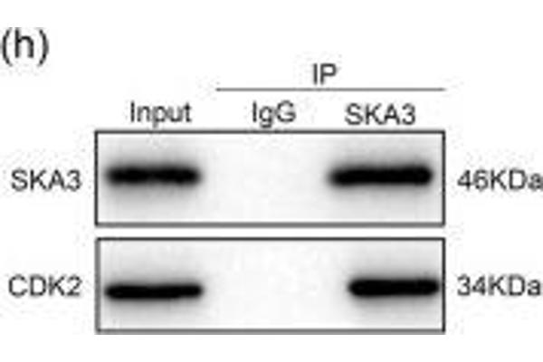 SKA3 antibody  (AA 201-300)